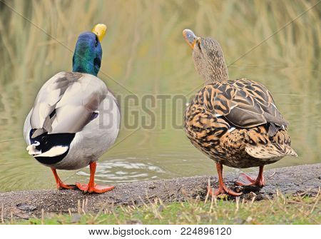 A male and a female duck, both on their backs drinking water from a pond.