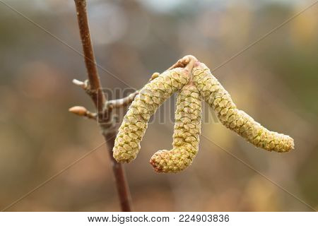 Amentum, Lambs walnut flowers, spring scene on spring background.