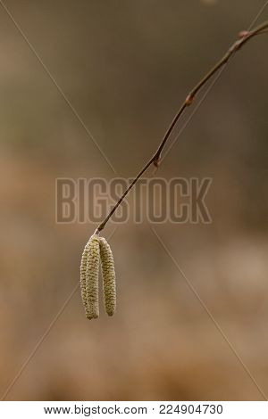 Amentum, Lambs walnut flowers, spring scene on spring background.