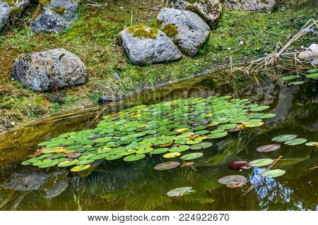 Closeup on Water lily On a lake in a parck on sunny day