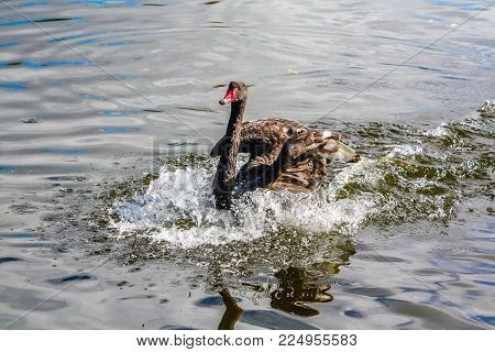 Black Swan, Western Springs, Auckland, New Zealand