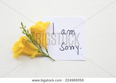 i am sorry message card with yellow flower on background white