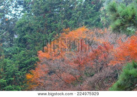 A Fall Seson At  Otagi Nenbutsu Ji Temple