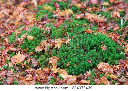 Red Maples Leave On Green Mos Gio Ji Temple