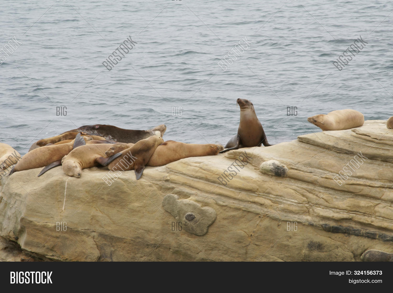 Seals, Sea Lions Image & Photo (Free Trial) Bigstock