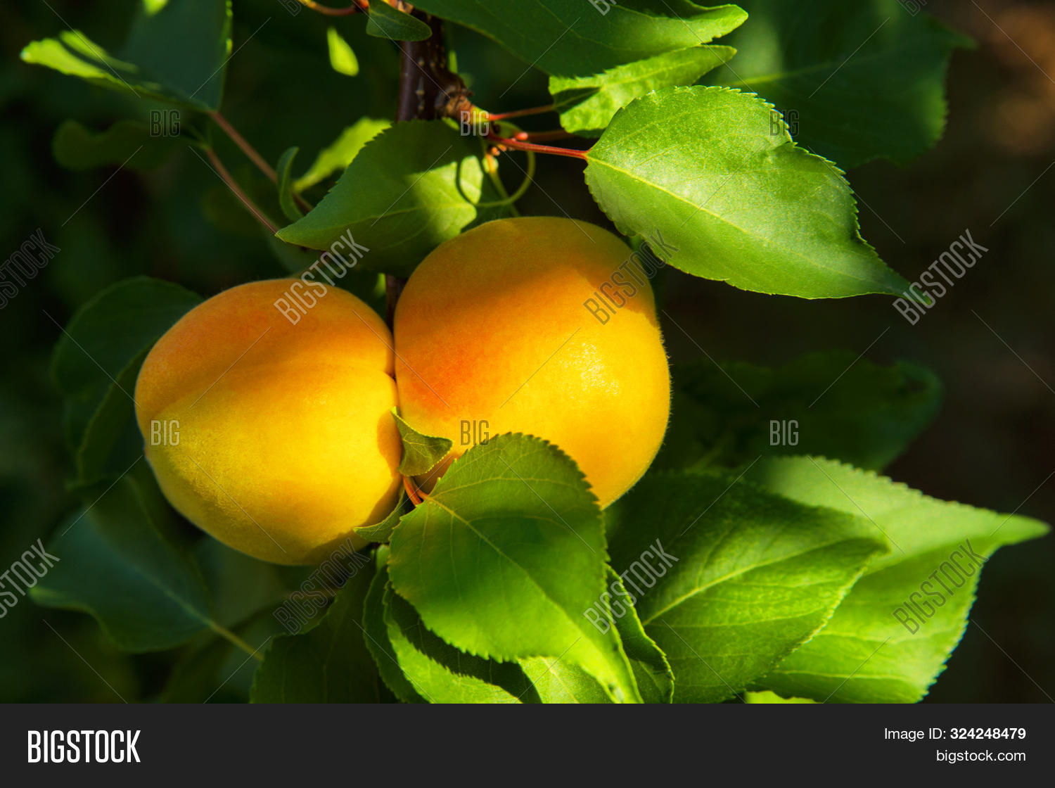 Apricots. Branch Image & Photo (Free Trial) Bigstock