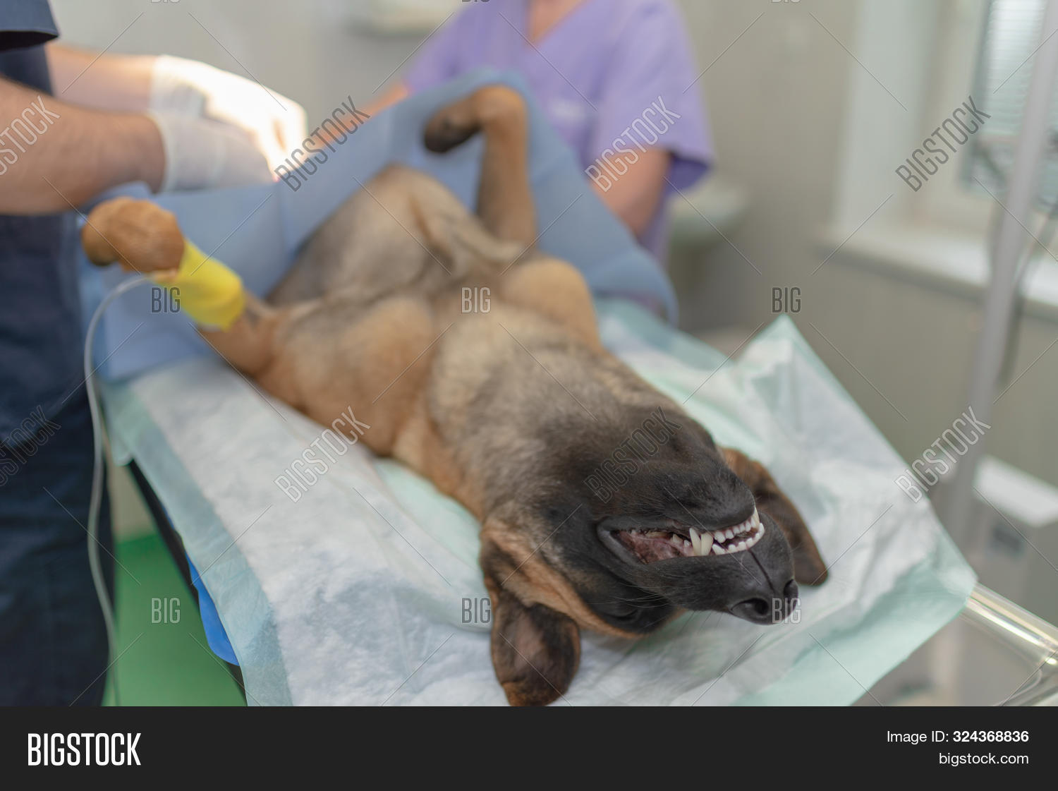 Sterilization Dog On Image & Photo (Free Trial) Bigstock