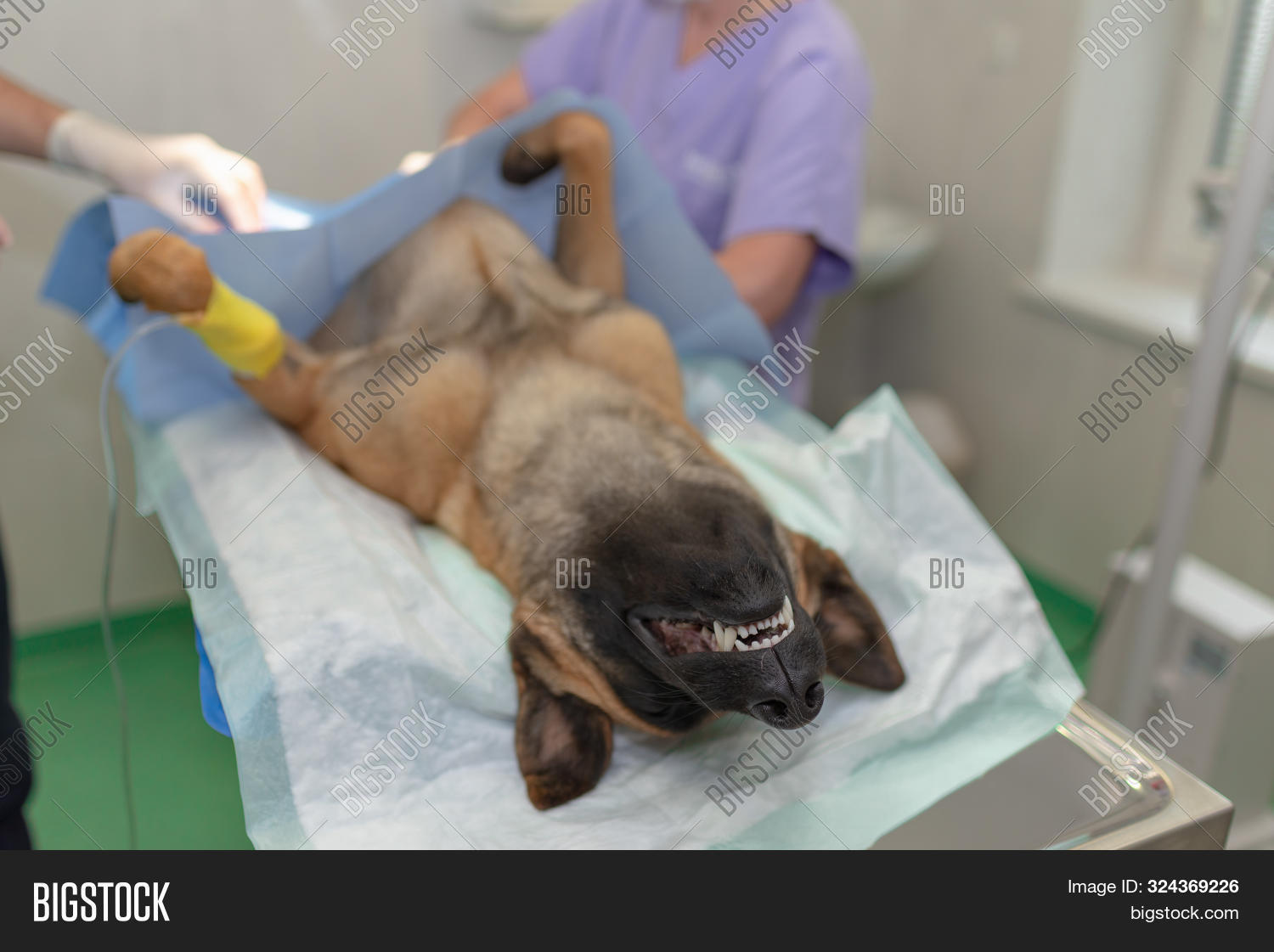 Imagen y foto Sterilization Dog (prueba gratis) Bigstock