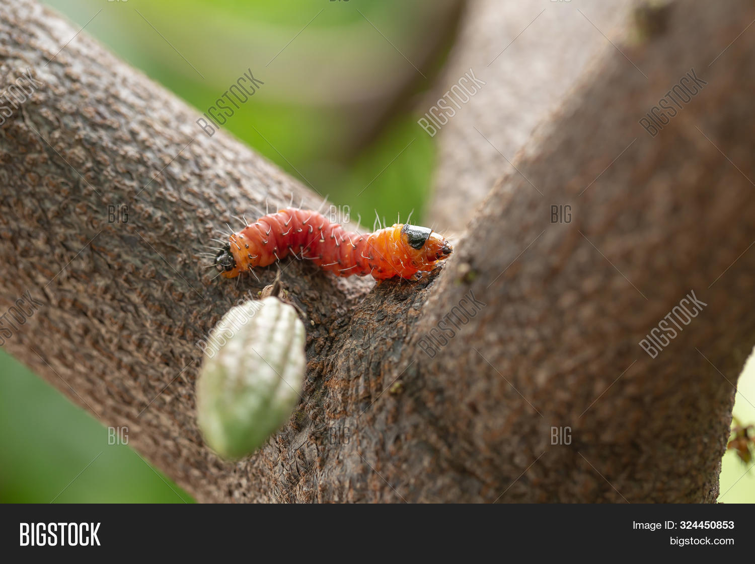 Cocoa Stem Borer. Image & Photo (Free Trial) Bigstock