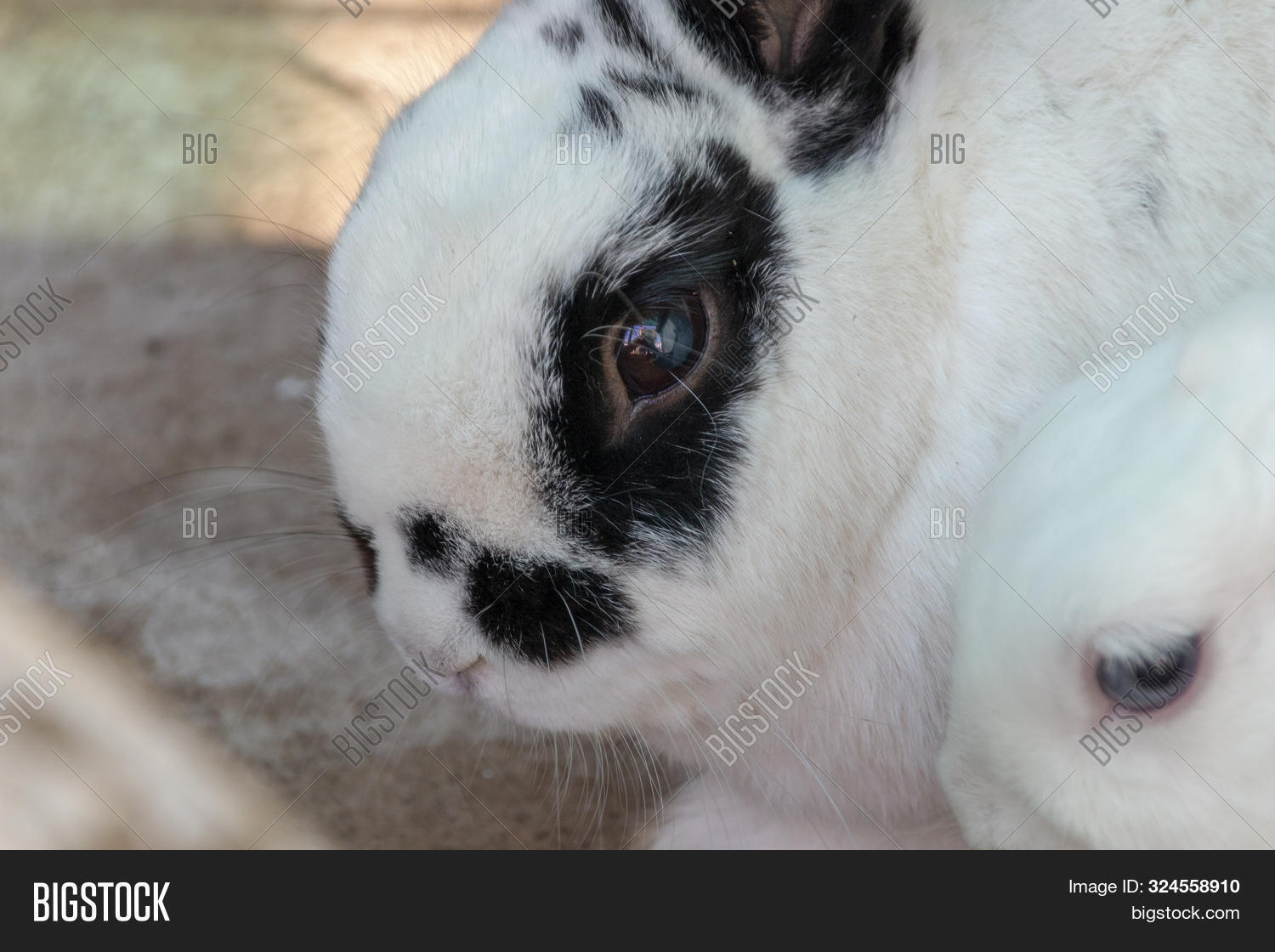 White Rabbit Facing Close View White Image & Photo (Free Trial) | Bigstock