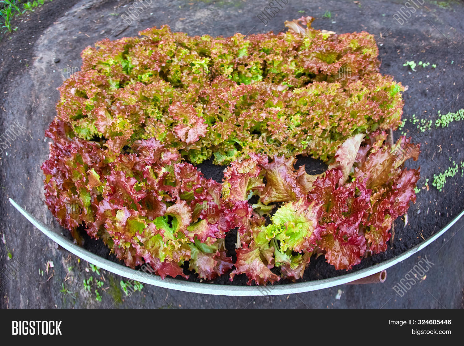 Red Green Coral Salad Image & Photo (Free Trial) Bigstock