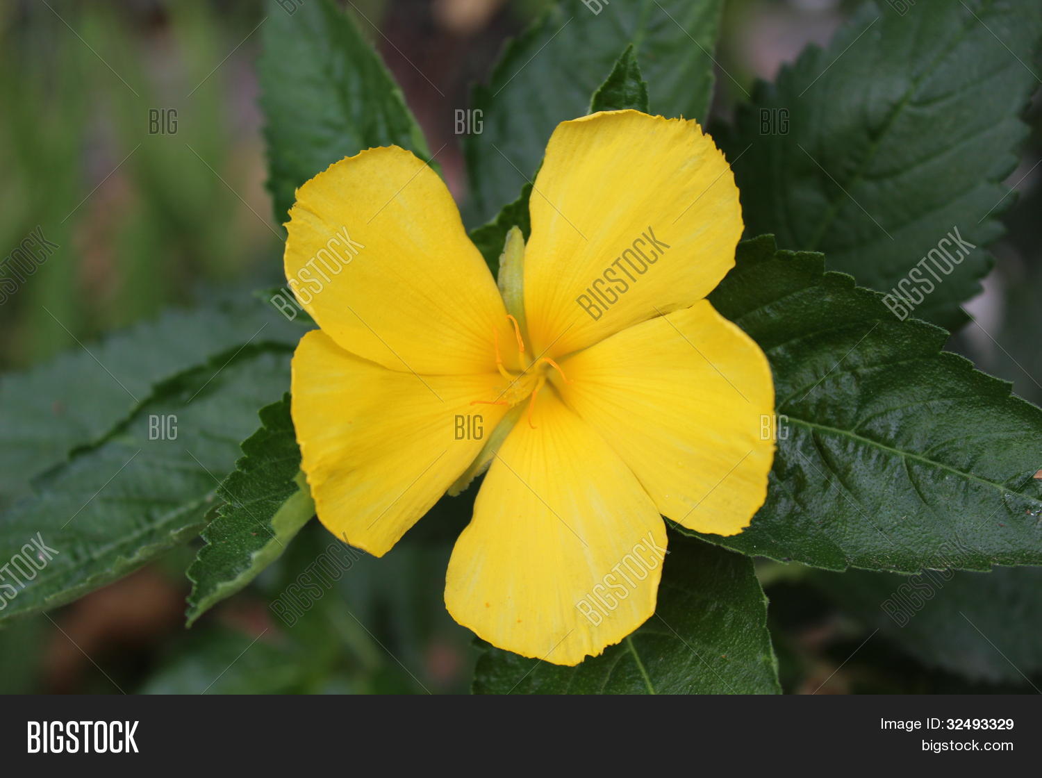 Yellow Vinca Image & Photo Bigstock