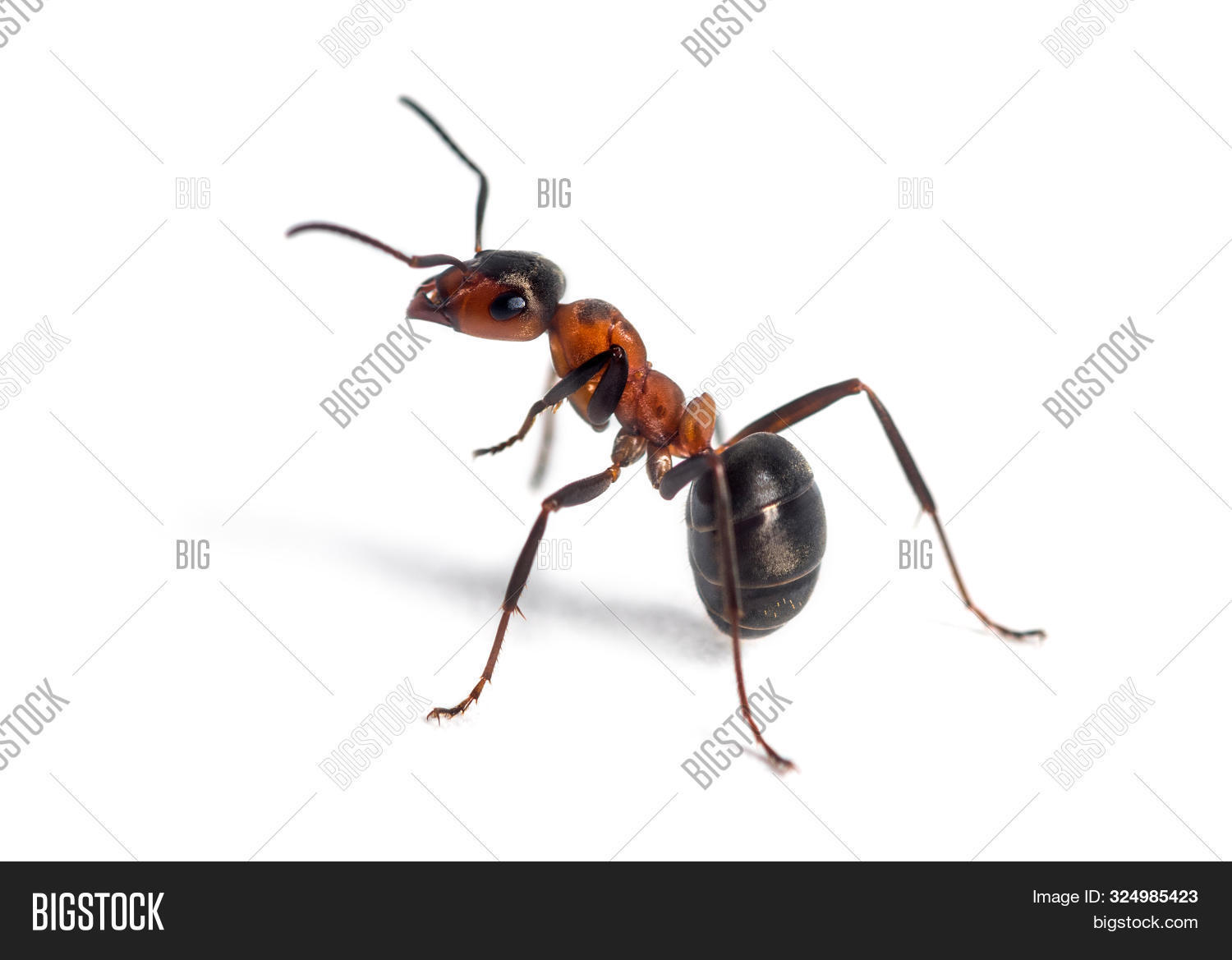 European Red Wood Ant Image & Photo (Free Trial) Bigstock