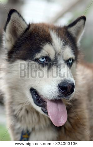 Arctic Malamute With Blue Eyes Muzzle Portrait Close Up. This Is A Fairly Large Dog Native Type