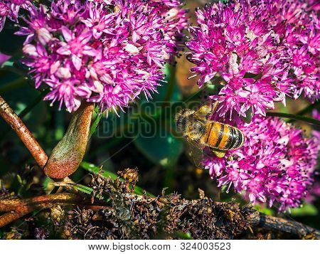 Close-up Image Of A Western Or European Honey Bee (apis Mellifera) Harvesting Pollen From English St