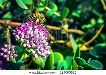 Close-up Image Of A Western Or European Honey Bee (apis Mellifera) Harvesting Pollen From English St