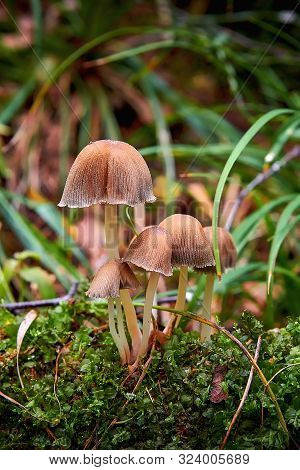 A Group Of Small Toadstool Mushrooms In A Forest Close-up. Poisonous Toadstool Mushrooms. Danger To 