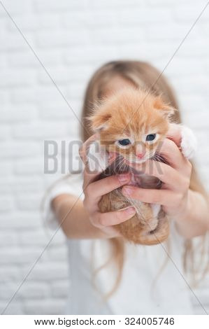 Little Girl Holding Cute Red Little Cat Pet Kitten In Hands