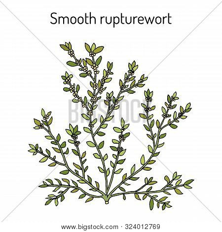 Smooth Rupturewort Herniaria Glabra , Medicinal Plant. Hand Drawn Botanical Vector Illustration