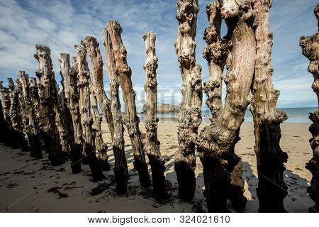Big Breakwater, 3000 Trunks To Defend The City From The Tides, Plage De L Eventail Beach In Saint-ma