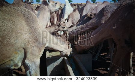 Portrait Of Drinking Camels At The Desert Well In Djibriga , Barh-el-gazal, Chad