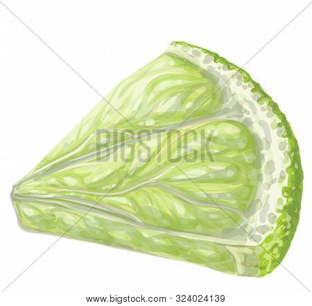 Vector Isolated Pattern Object, Hand-drawn Harvest Juicy, Delicious Rich Wet Green Lime Piece, With 