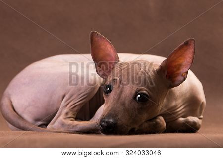 Sad Nonhairy Nthe Doggie Lies On A Brown Background And Sadly Looks At The Viewer