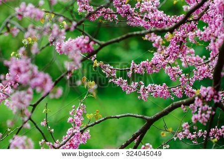 Flowering Tree With Pink Flowers. Green Background.