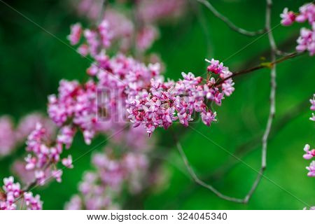 Flowering Tree With Pink Flowers. Green Background.