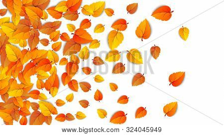 Autumn Golden Leaf Frame Template. Tree Fallen Autumn Leaves Isolated On White. October Yellow Folia