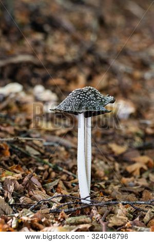 Magpie Fungus (coprinopsis Picacea) Poisonous Mushroom In Autumn On Forest Floor