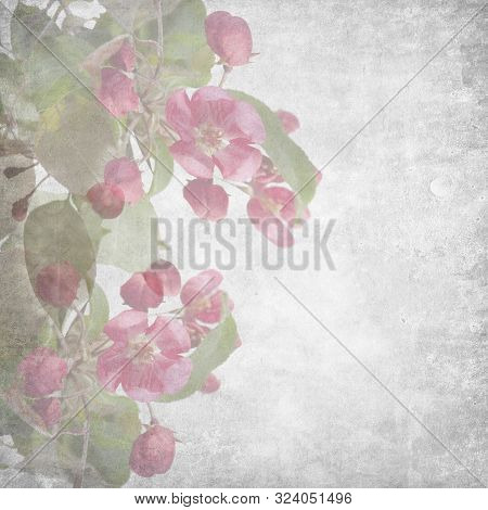 Sketchpad With Flowers Of An Apple-tree Of Nedzvetsky (malus Niedzwetzkyana Dieck) Isolated On White