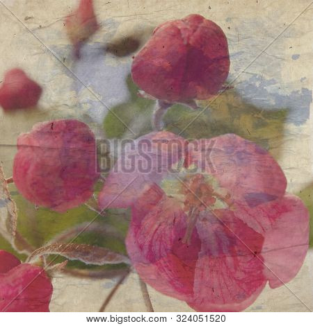 Flowers Of An Apple-tree Of Nedzvetsky (malus Niedzwetzkyana Dieck) In The Cap