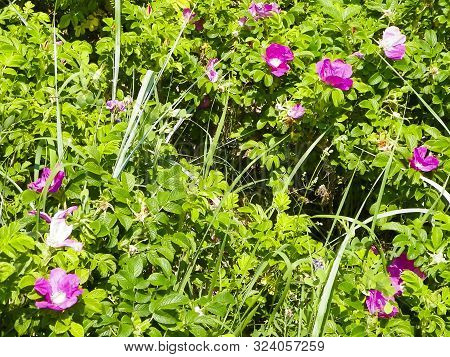 White, Wild Rose Flofers. Rosa Acicularis - Summer Nature Background.