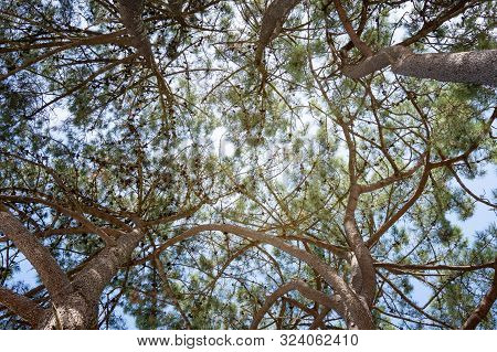 Pine Tree Background . Low Angle View. Pinus Echinata