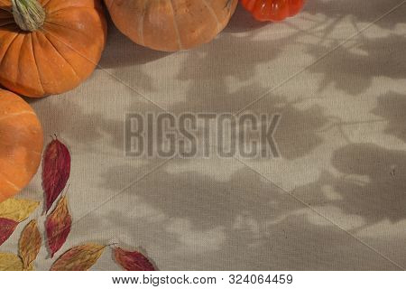 Autumn Pumpkins Lies On A Canvas With A Pattern Of Shadows Of Maple Leaves, Which Draws Sunlight