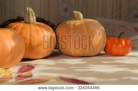 Autumn Pumpkins Lies On A Canvas With A Pattern Of Shadows Of Maple Leaves, Which Draws Sunlight