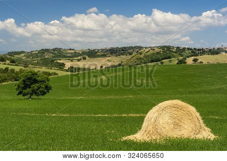 Rural Landscape Near Pomarance, Pisa, Tuscany, Italy, At Summer. Fields
