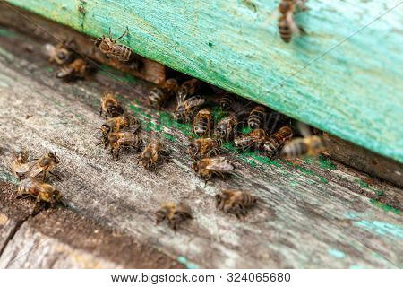Honey Bees. Bees Gathered At The Entrance To The Hive. Bee Apiary, The Work Of The Bee Family In The