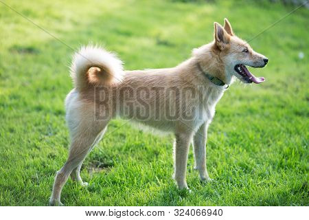 Ginger Dog Stands Outstretched Tongue On A Background Of Green Grass