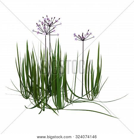 3D Rendering Butomus Umbellatus Flowers On White