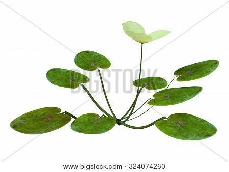 3D Rendering European Frogbit Plant On White