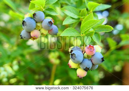 Highbush Blueberry Plant With Fruits On Branch Growing In The Garden.