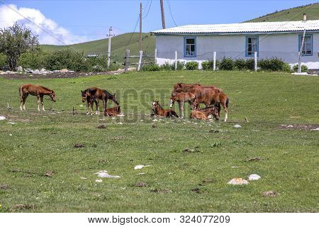 Foals On A Leash On A Green Lawn Next To A Village House. Issyk-kul Region Kyrgyzstan