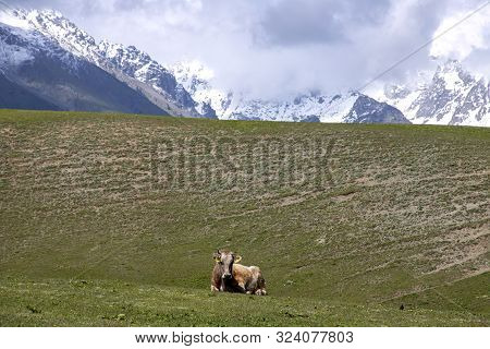 A Cow Lying On A Green Mountain Pasture Against The Backdrop Of Snowy Mountain Peaks In The Clouds. 
