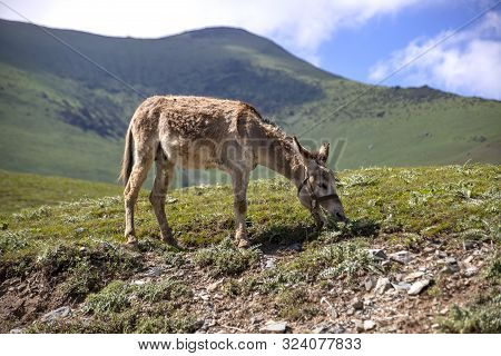A Donkey Grazing On A Mountain Pasture Against A Background Of Green Hills And The Sky In The Clouds