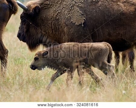 small herd of European bison (Bison bonasus), also known as Wisent or the European wood bison grazing