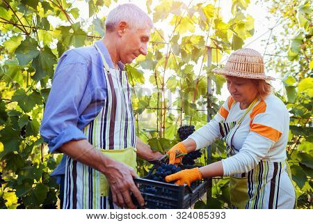 Grapes Picking. Couple Of Farmers Gather Crop Of Grapes On Farm. Happy Senior Man And Woman Putting 