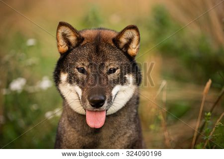 Happy Japanese Dog Breed Shikoku Sitting In The Field In Autumn