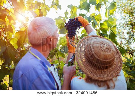 Grapes Picking. Couple Of Farmers Gather Crop Of Grapes On Ecological Farm. Happy Senior Man And Wom